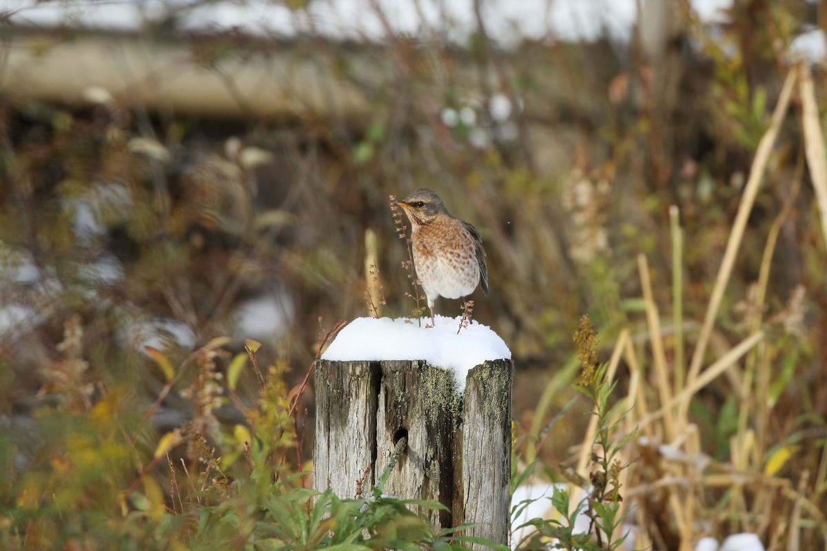 קיכלי חלודי - ML646861284