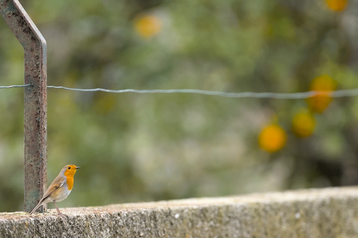 European Robin - ML646861285