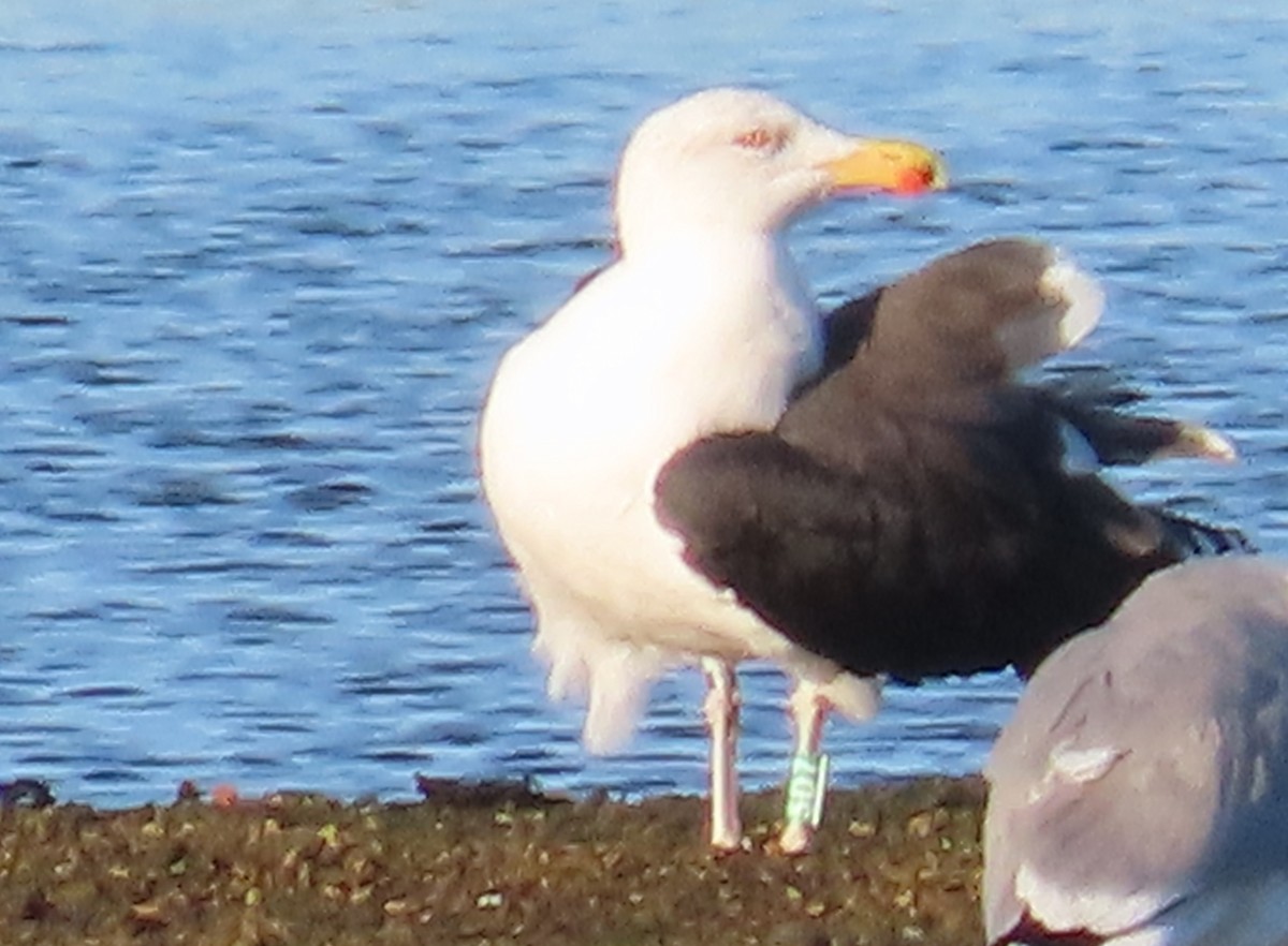 Great Black-backed Gull - ML646861286