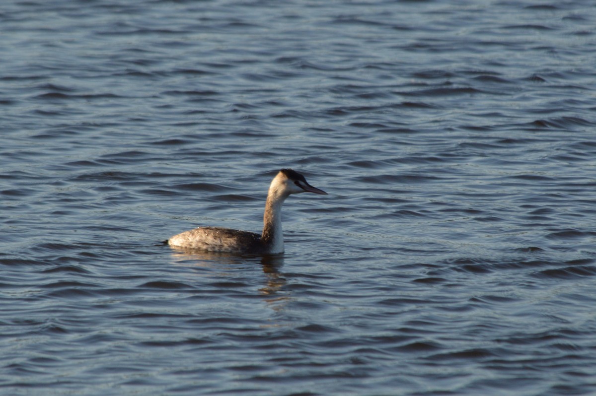 Svasso maggiore - ML646861287