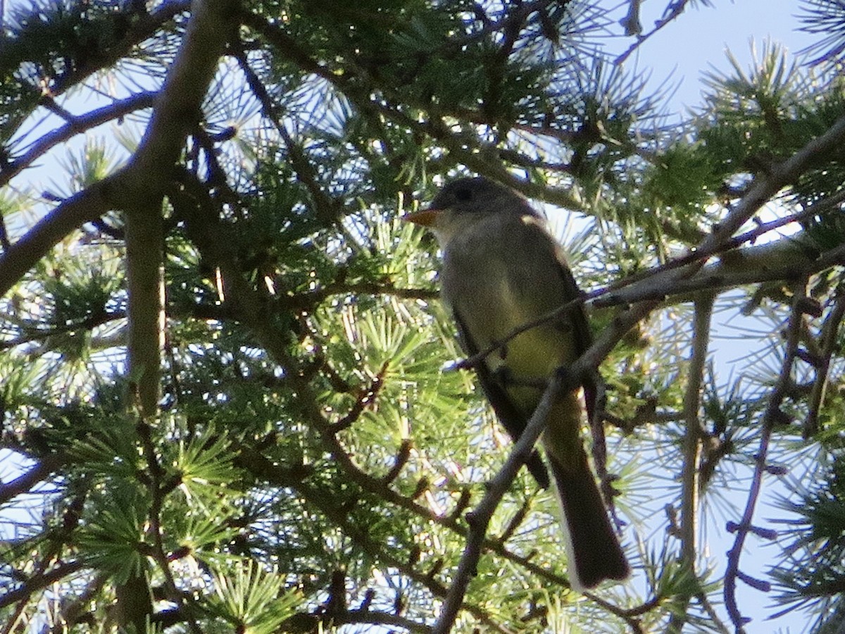 Greater Pewee - ML646861288