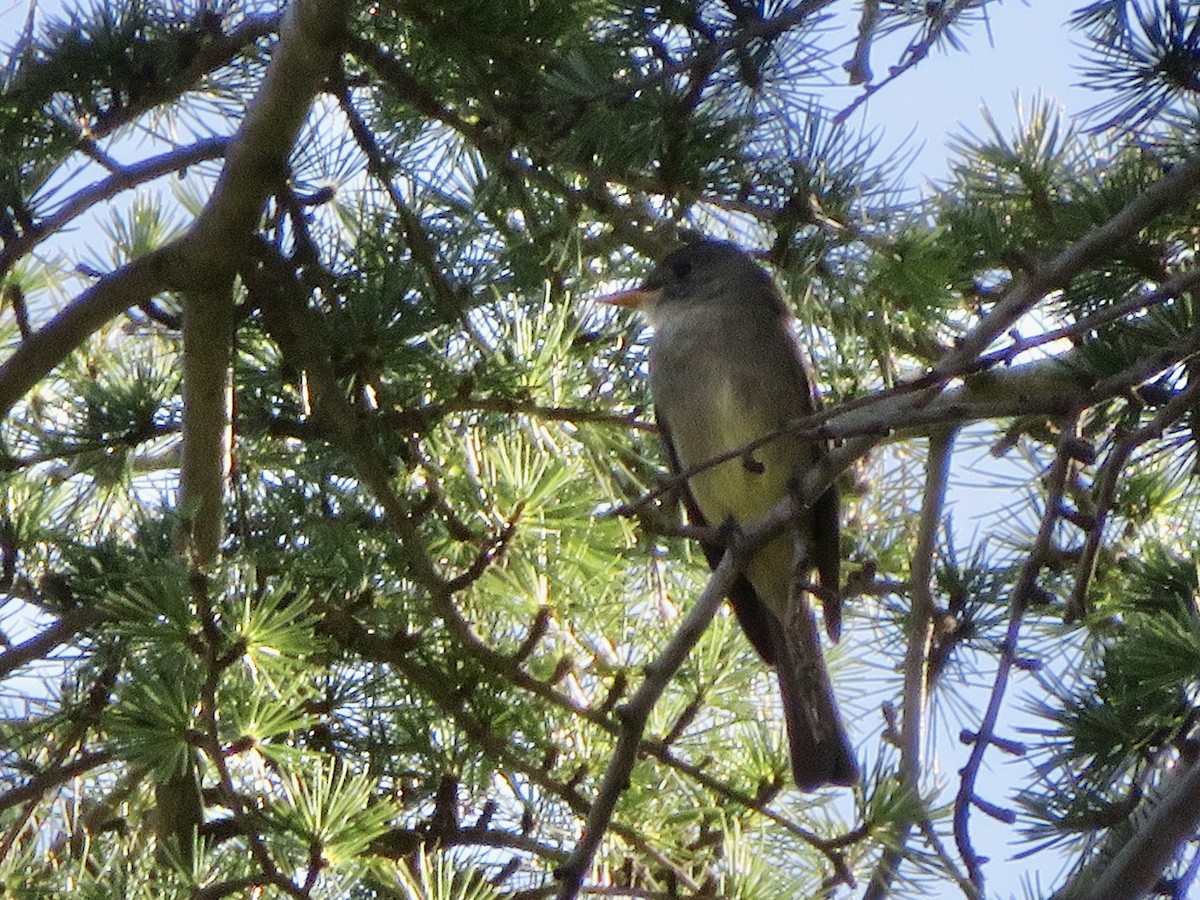 Greater Pewee - ML646861289