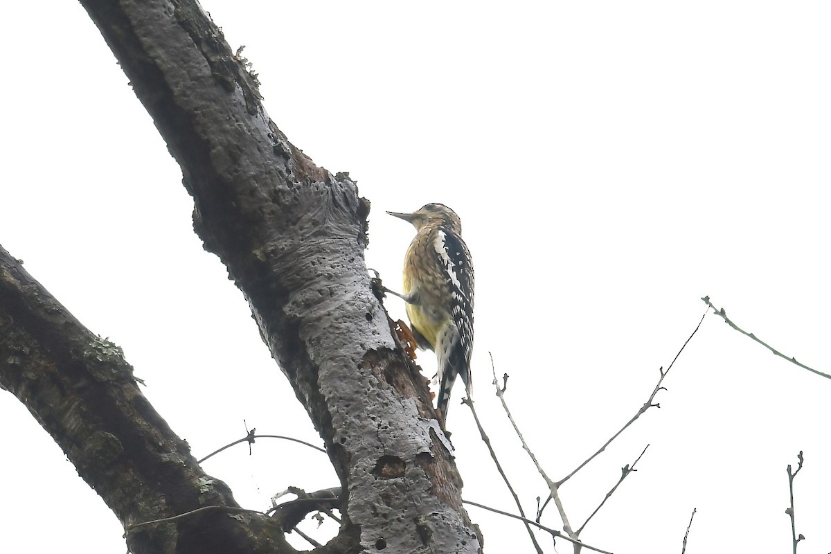 Yellow-bellied Sapsucker - ML646861291