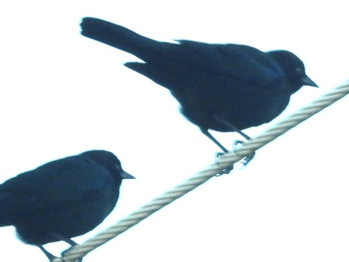 Brewer's Blackbird - ML646861293