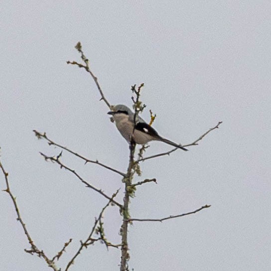 Northern Shrike - ML646861299