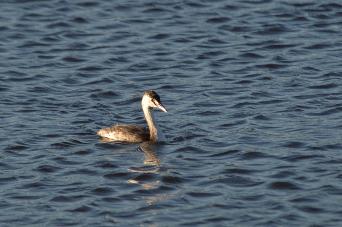 Svasso maggiore - ML646861300