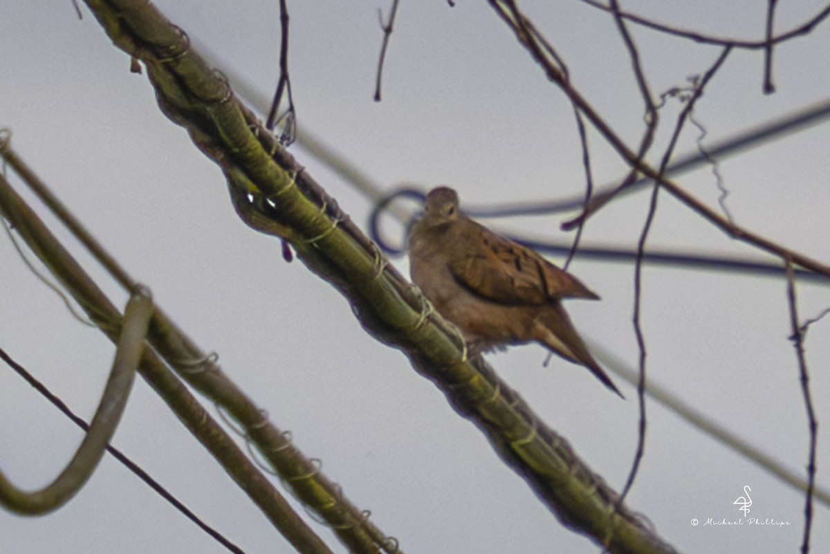 Ruddy Ground Dove - ML646861303