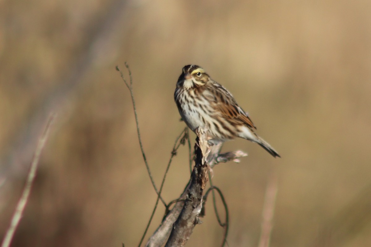 Savannah Sparrow - ML646861304