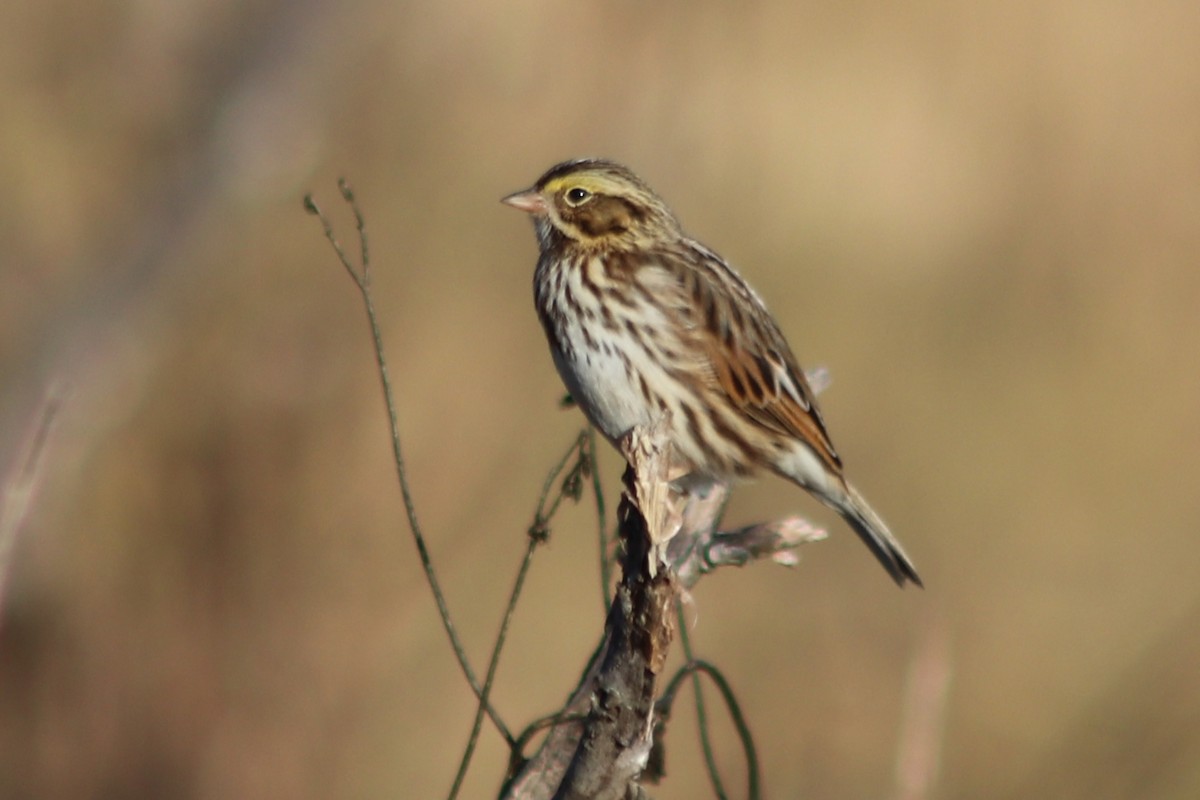 Savannah Sparrow - ML646861305