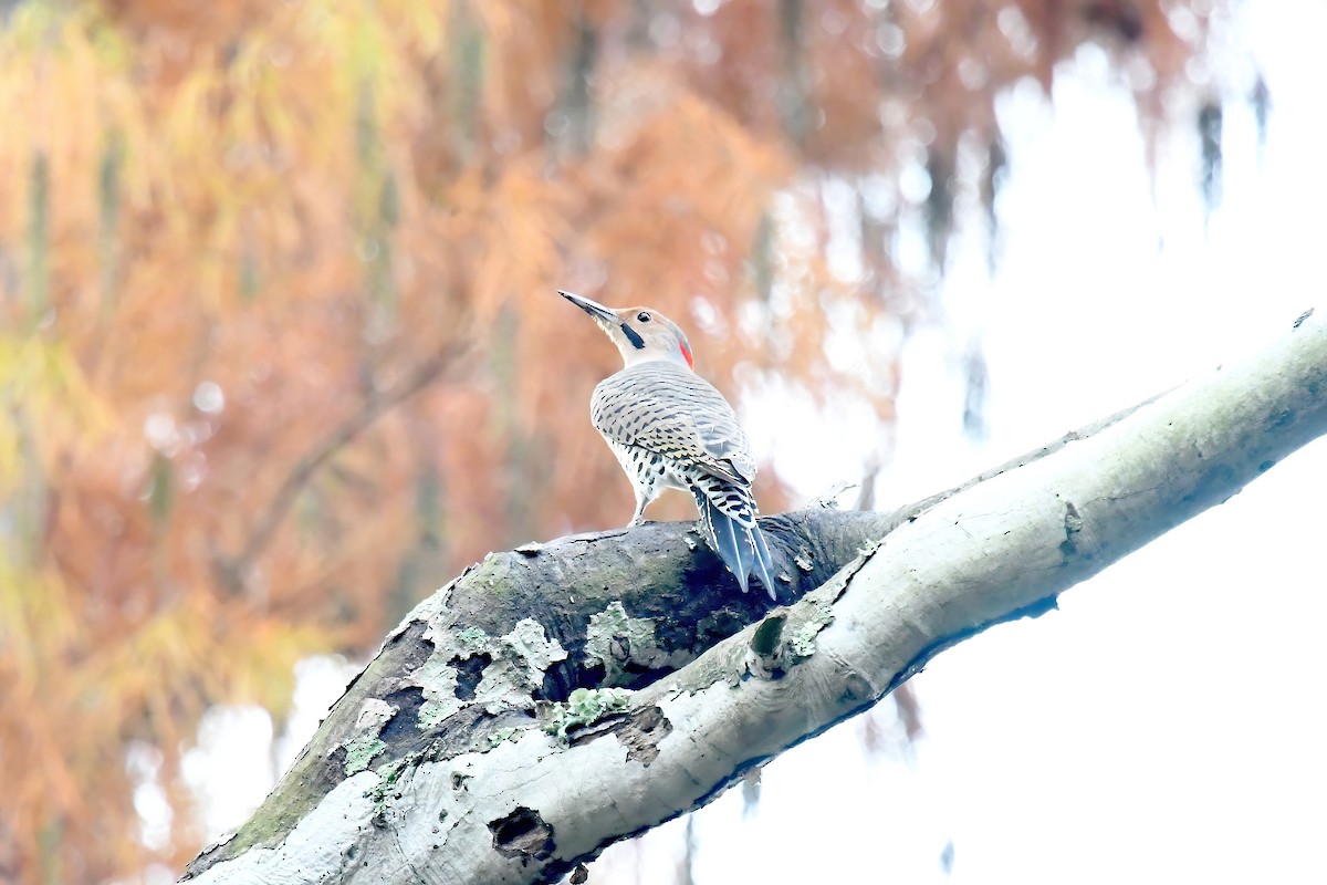 Northern Flicker - ML646861306