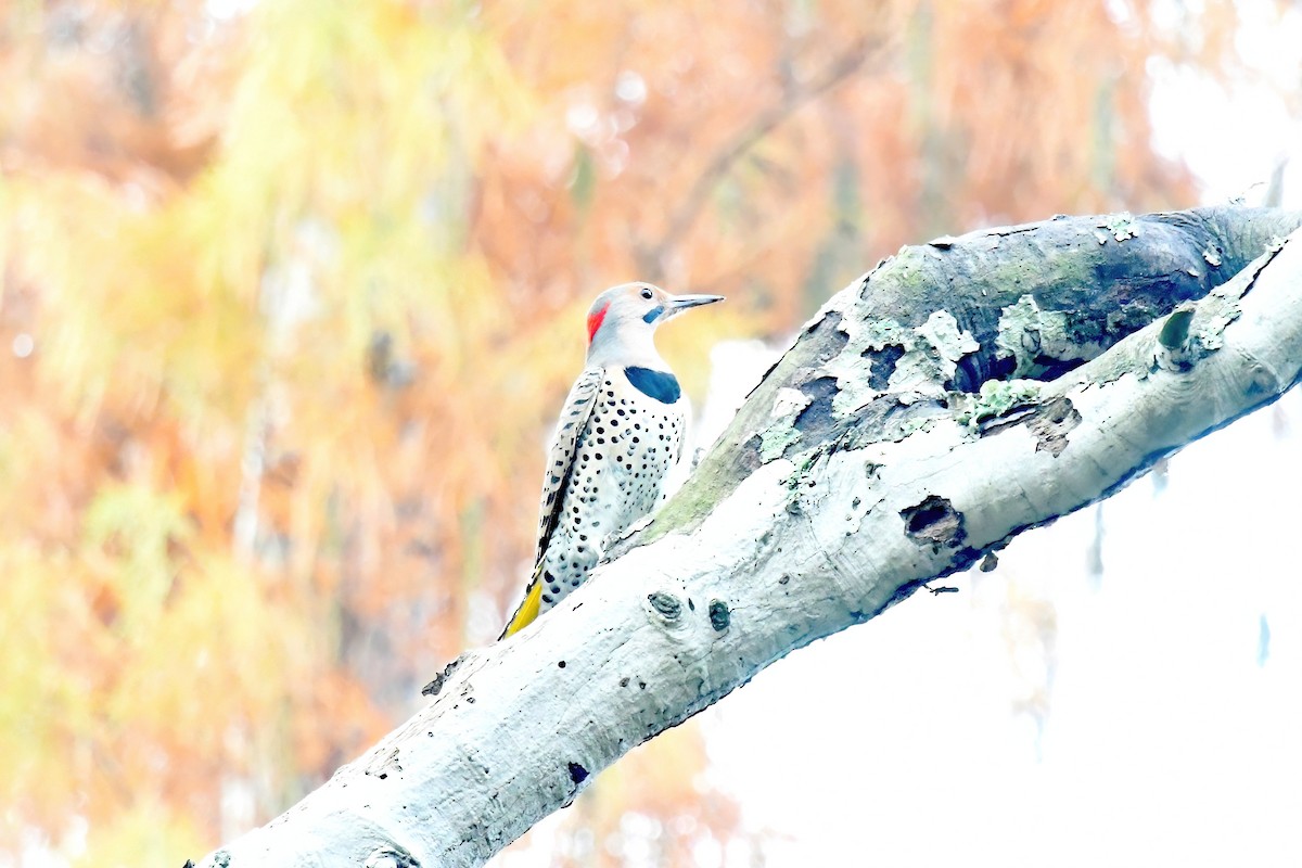 Northern Flicker - ML646861307