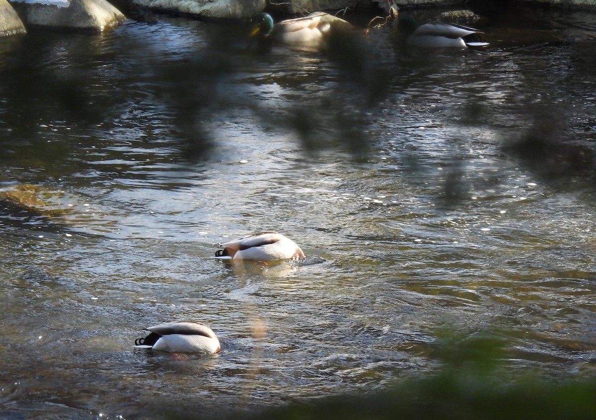 綠頭鴨 - ML646861308