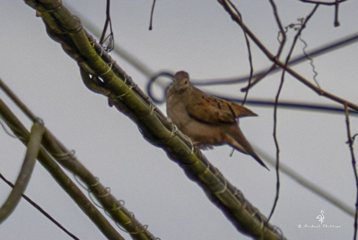 Ruddy Ground Dove - ML646861309
