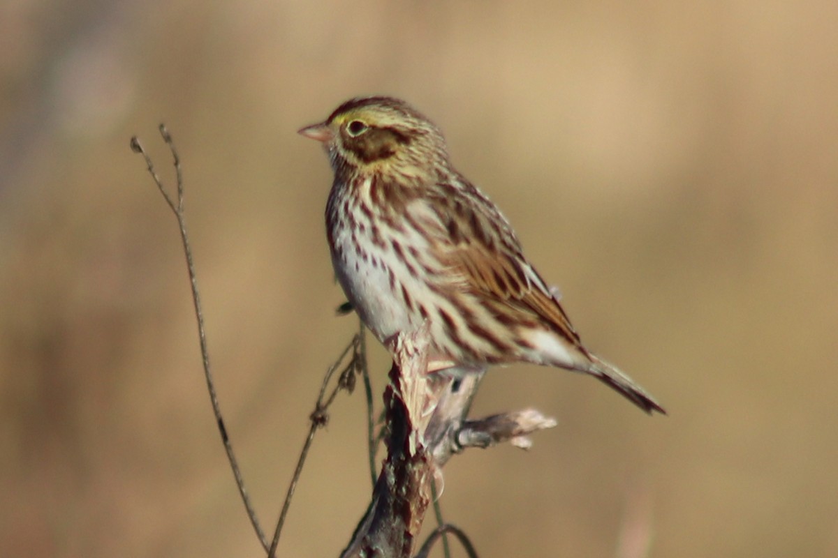 Savannah Sparrow - ML646861310