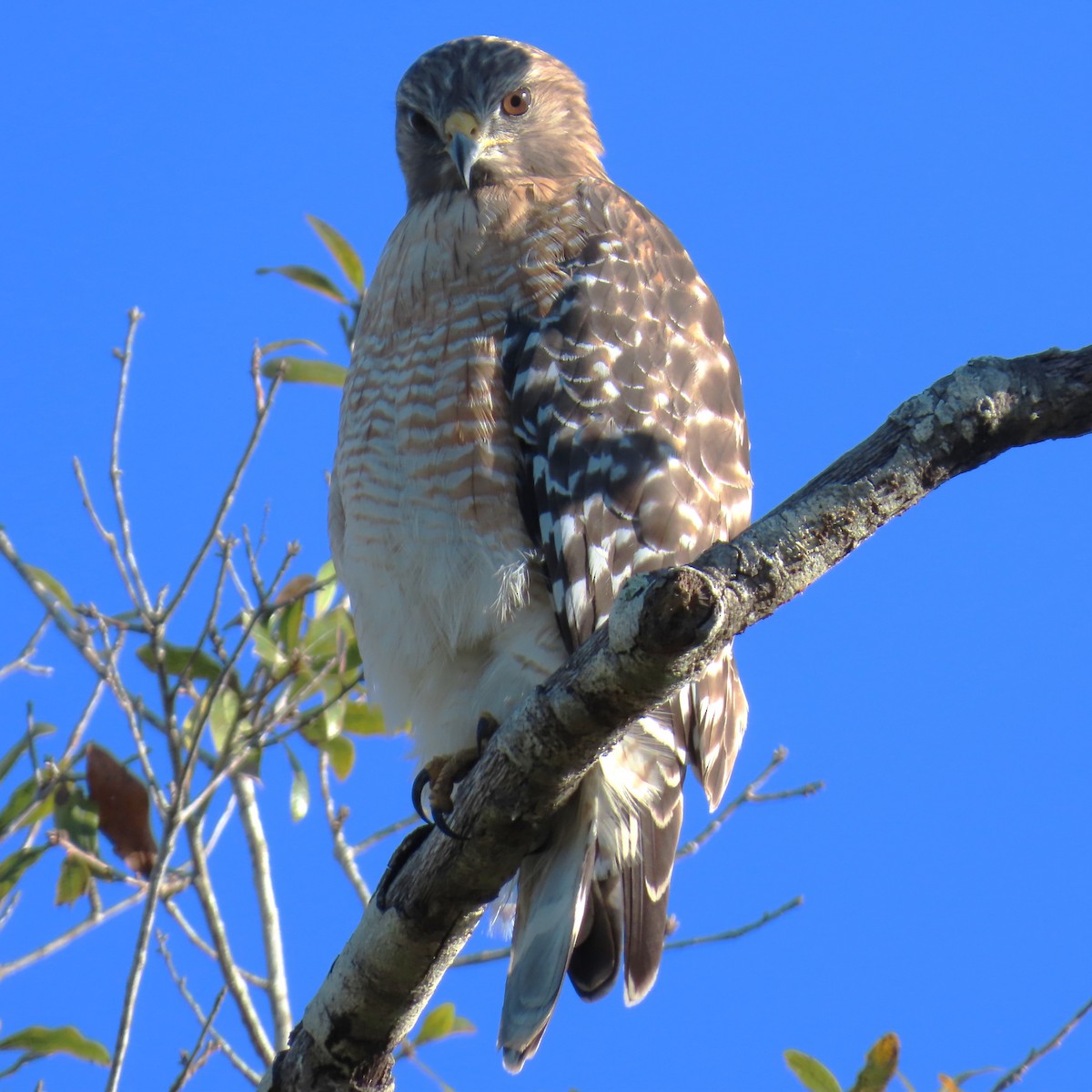 Rotschulterbussard - ML646861312