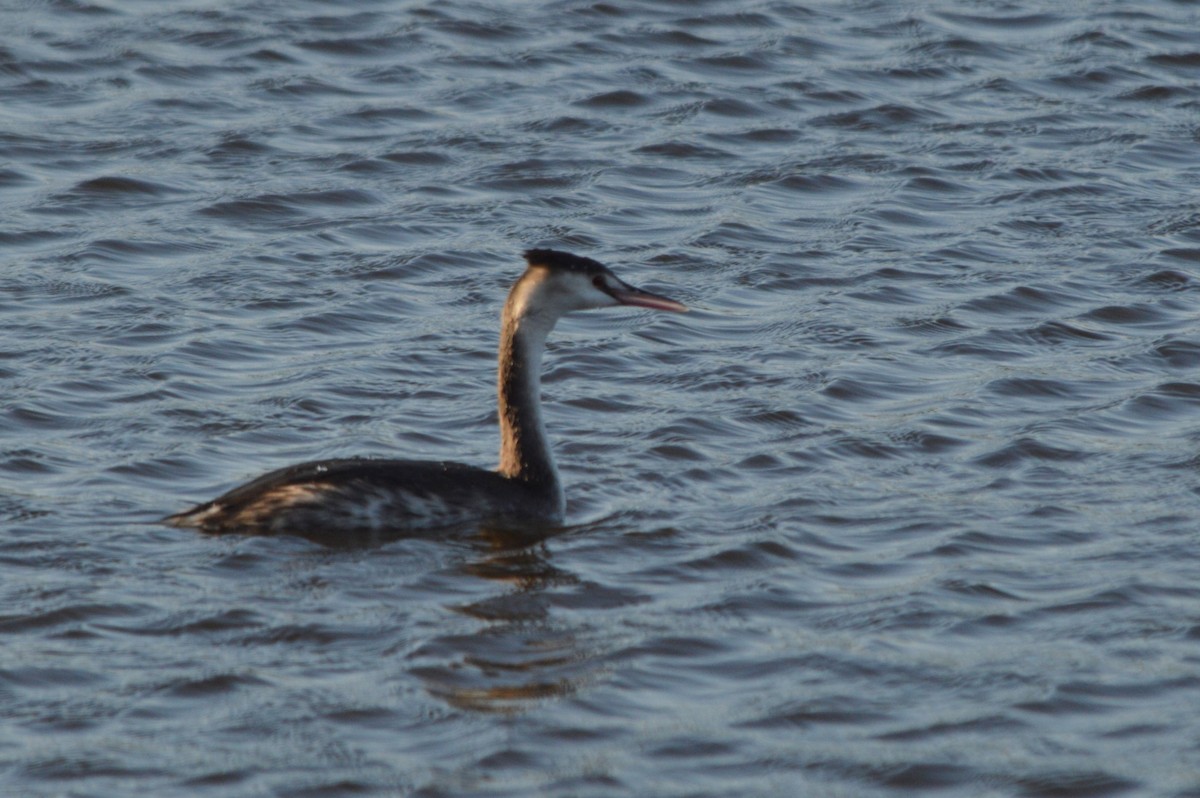 Svasso maggiore - ML646861315