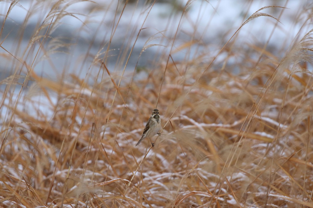 גיבתון סוף - ML646861319
