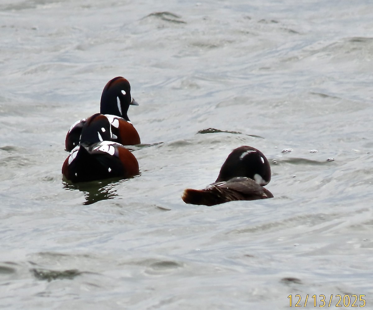 Palyaço Ördeği - ML646861320