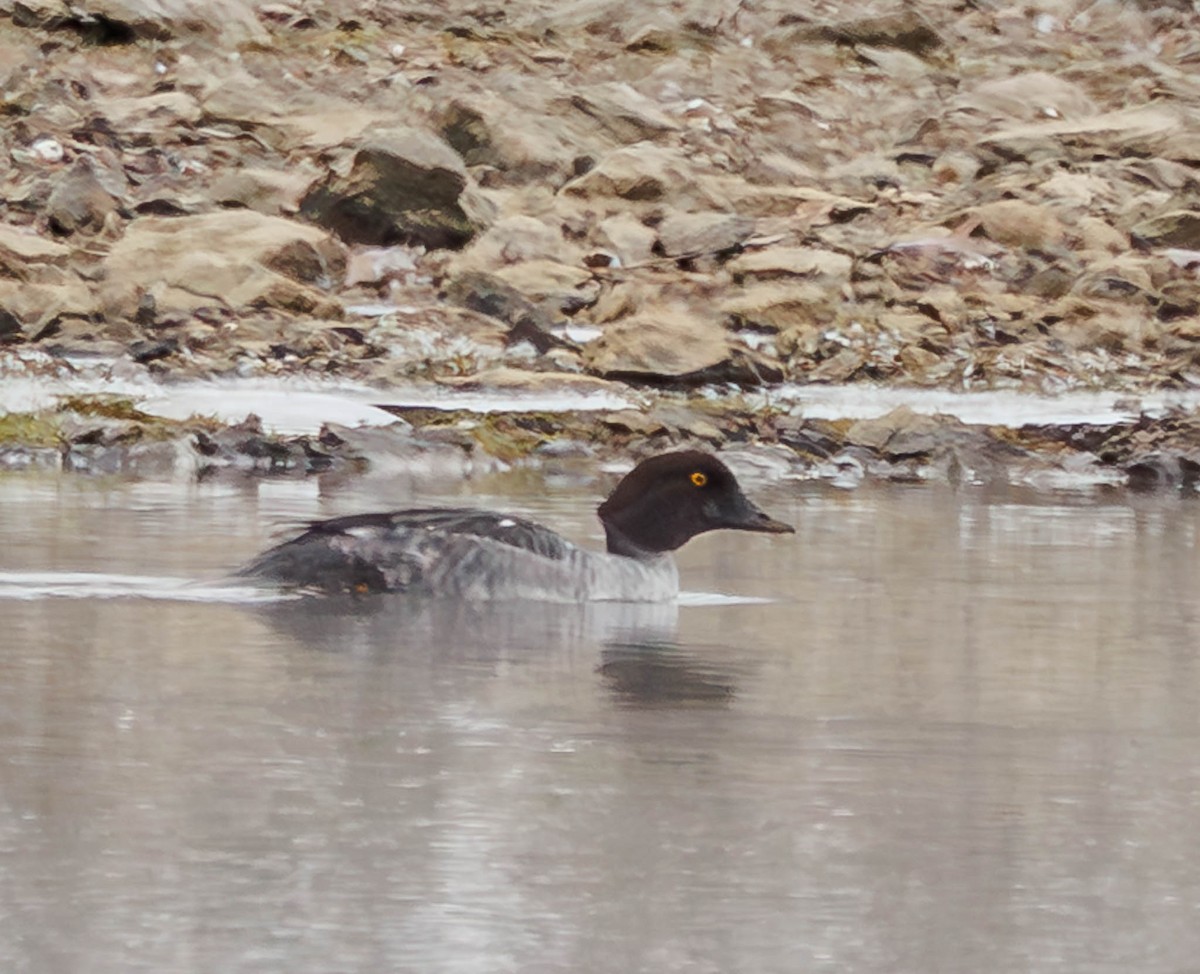 Common Goldeneye - ML646861321