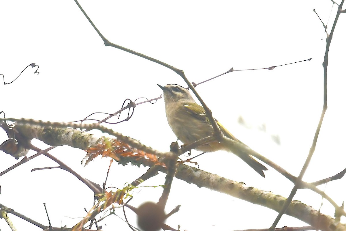 Golden-crowned Kinglet - ML646861322