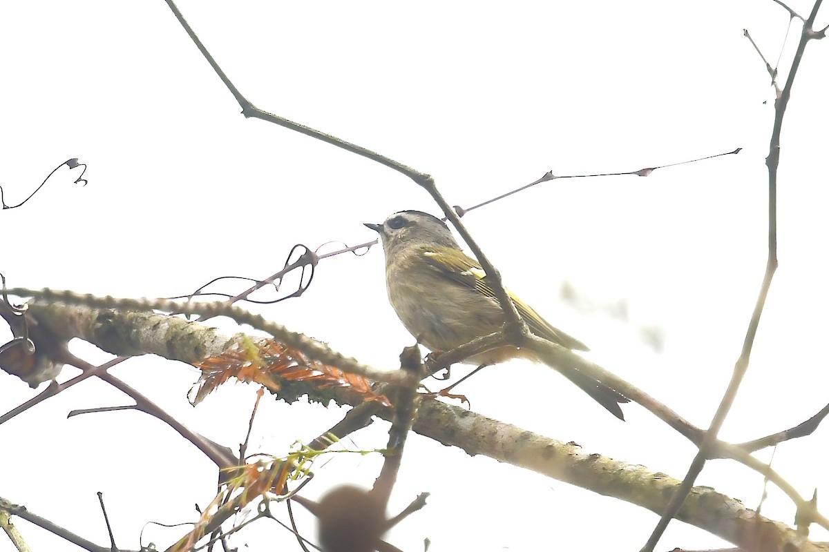 Golden-crowned Kinglet - ML646861323