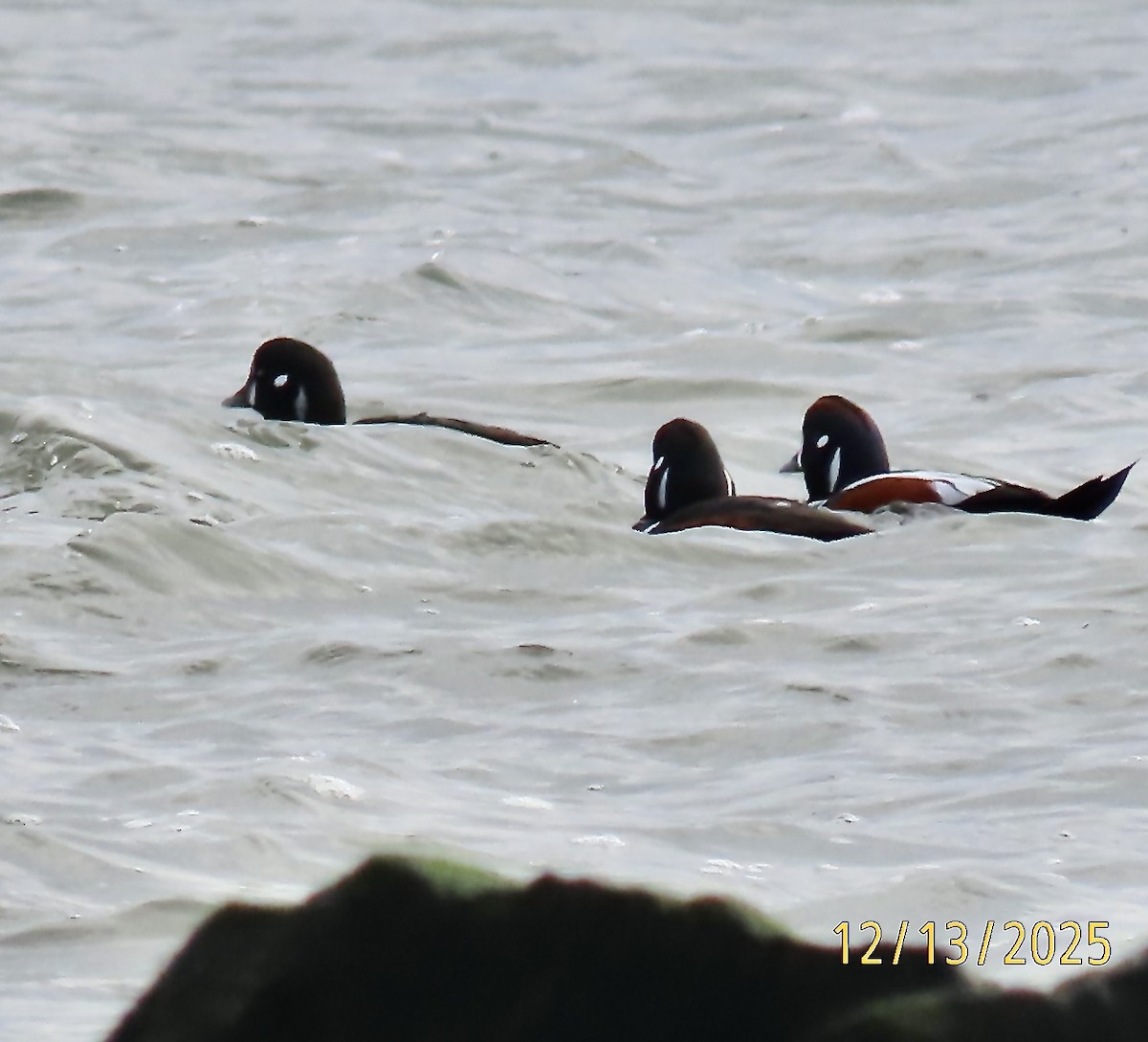 Palyaço Ördeği - ML646861324