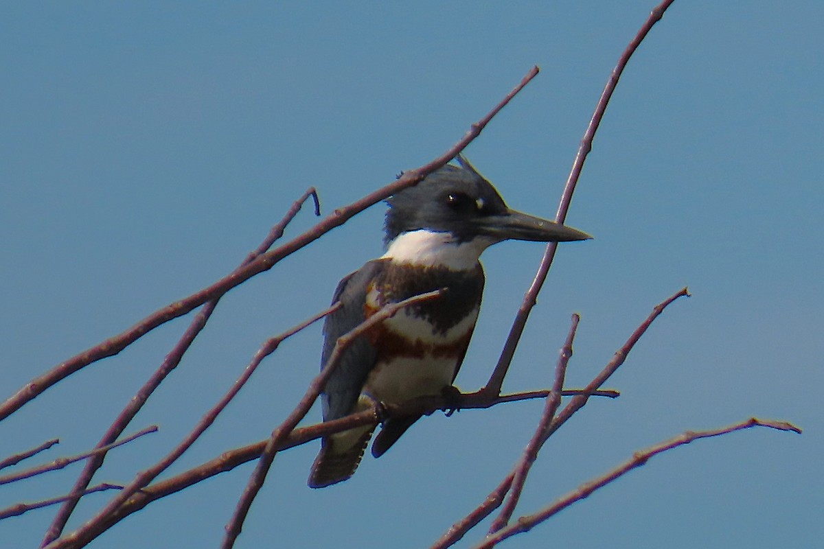 Gürtelfischer - ML646861325