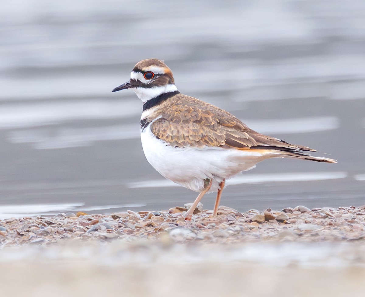 Killdeer - ML646861333