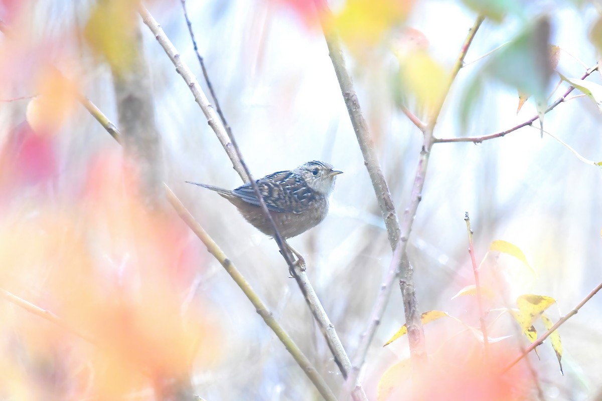 Sedge Wren - ML646861335