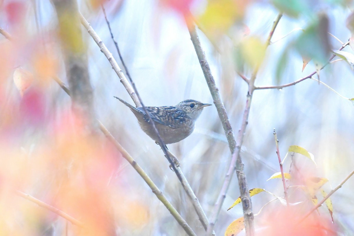Sedge Wren - ML646861337
