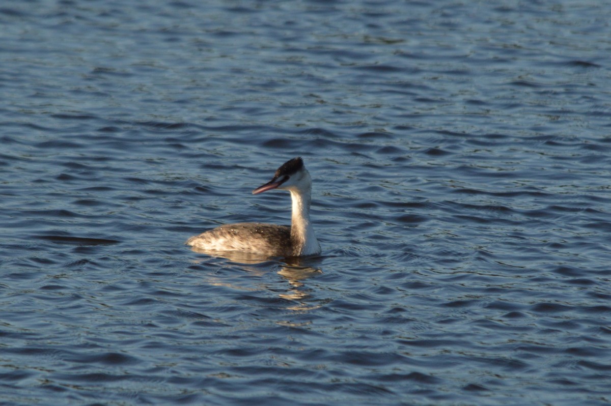 Svasso maggiore - ML646861338