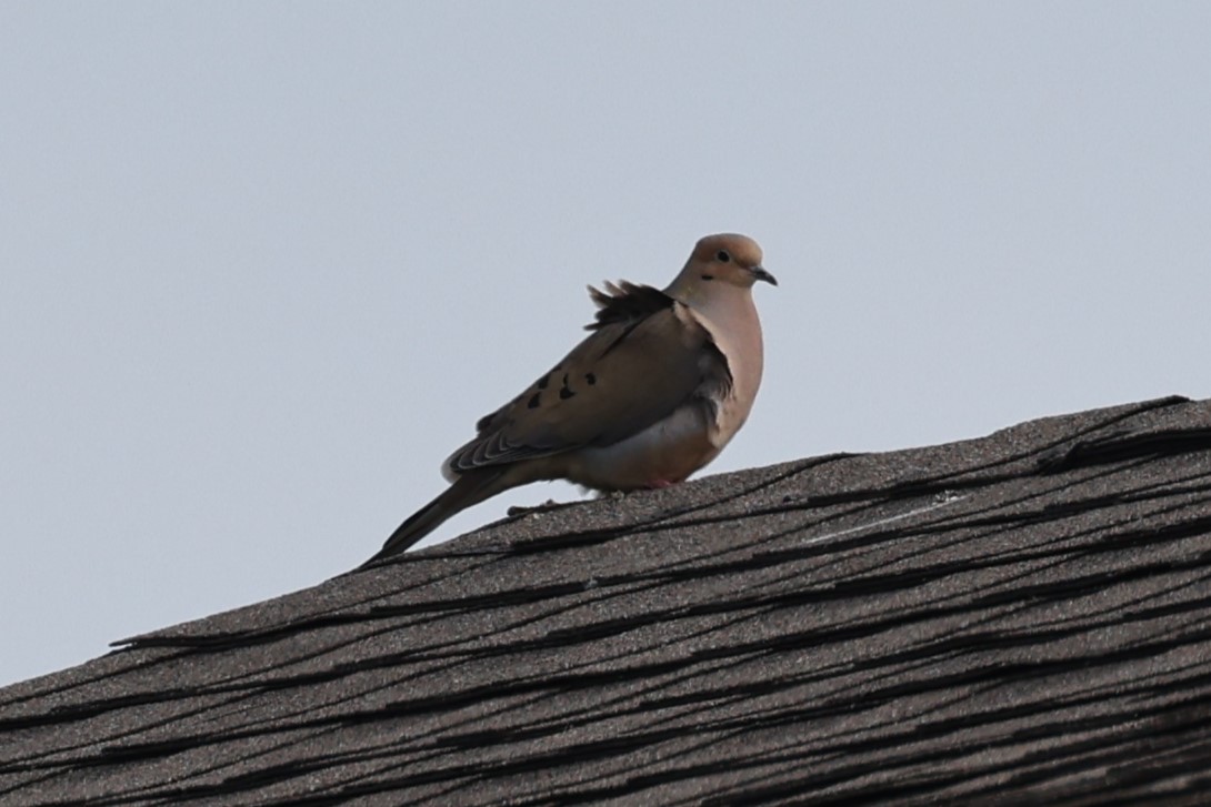 Mourning Dove - ML646861340