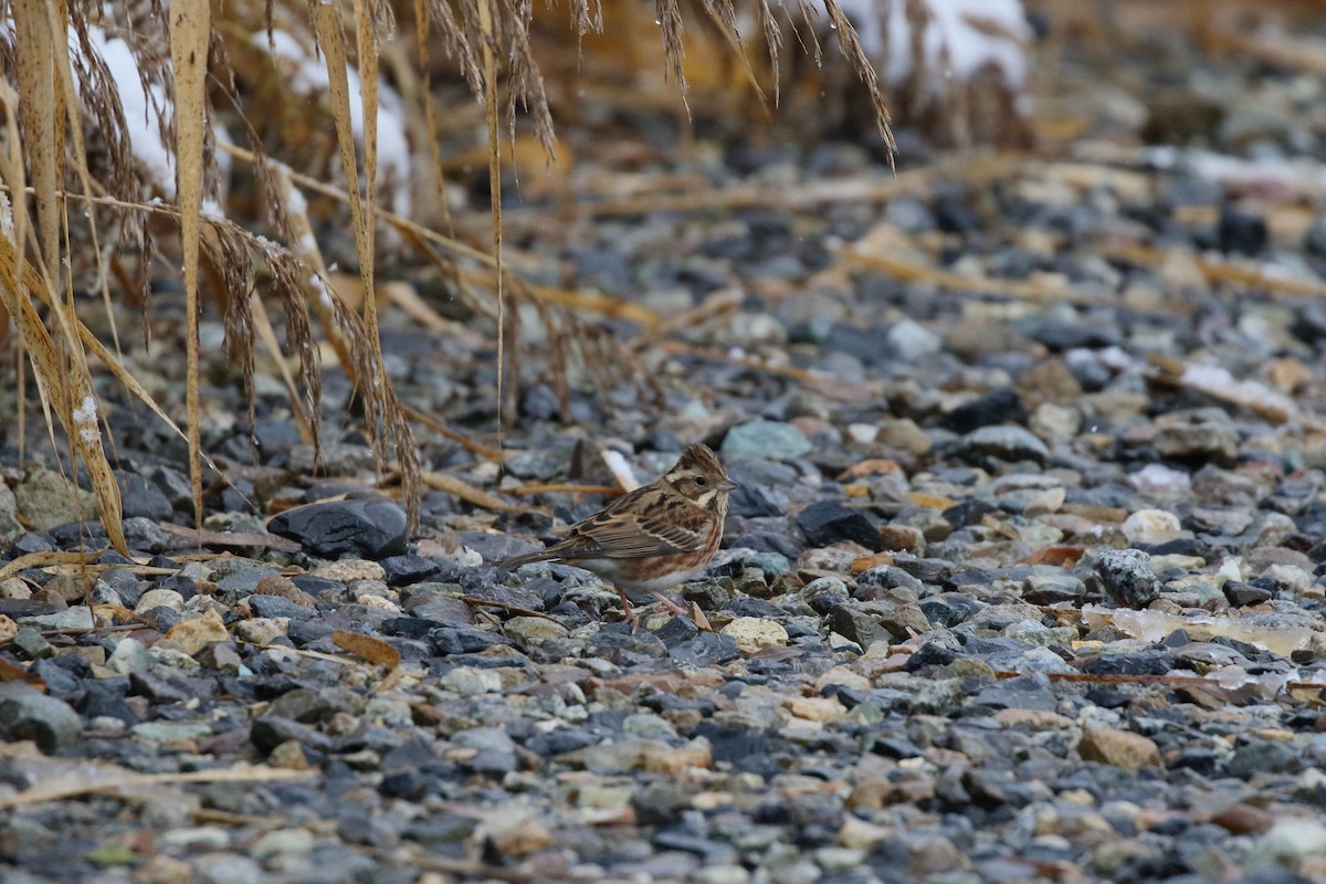 גיבתון לבן-גרון - ML646861341
