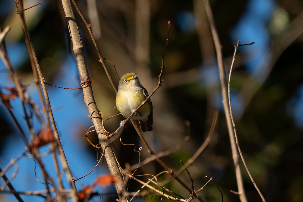White-eyed Vireo - ML646861342