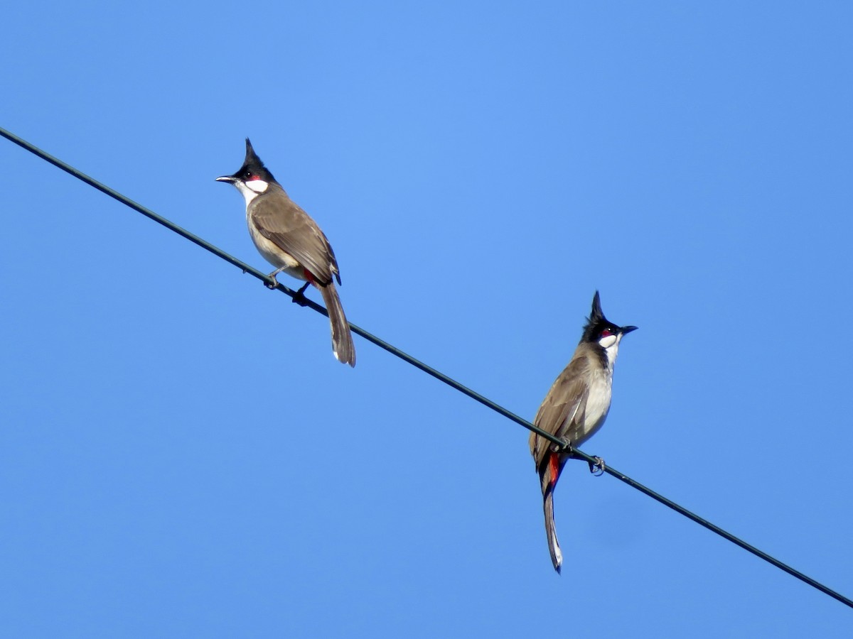 Rotohrbülbül - ML646861344