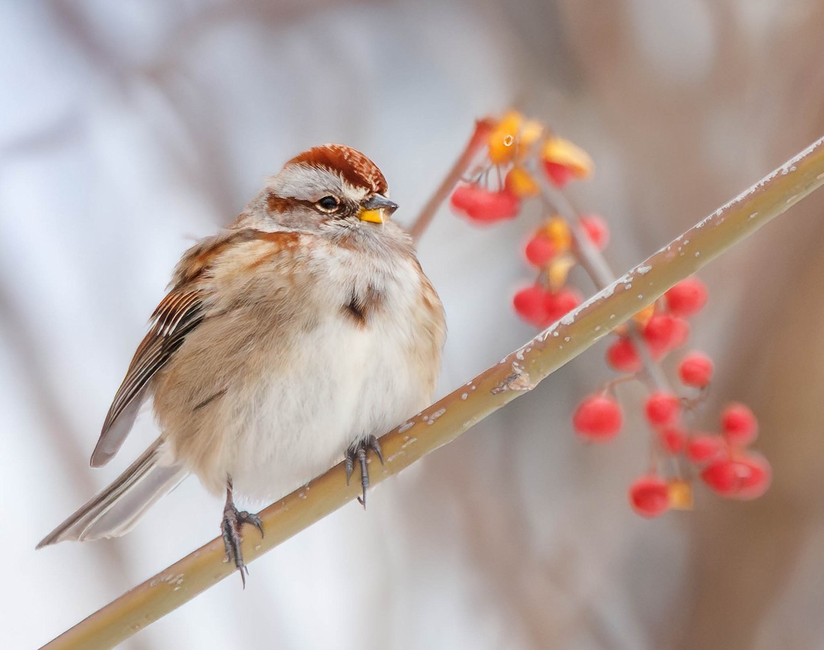 American Tree Sparrow - ML646861345