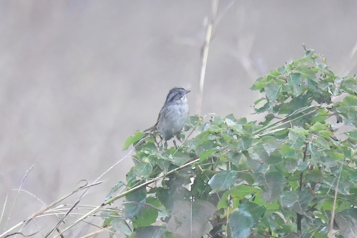 Swamp Sparrow - ML646861347