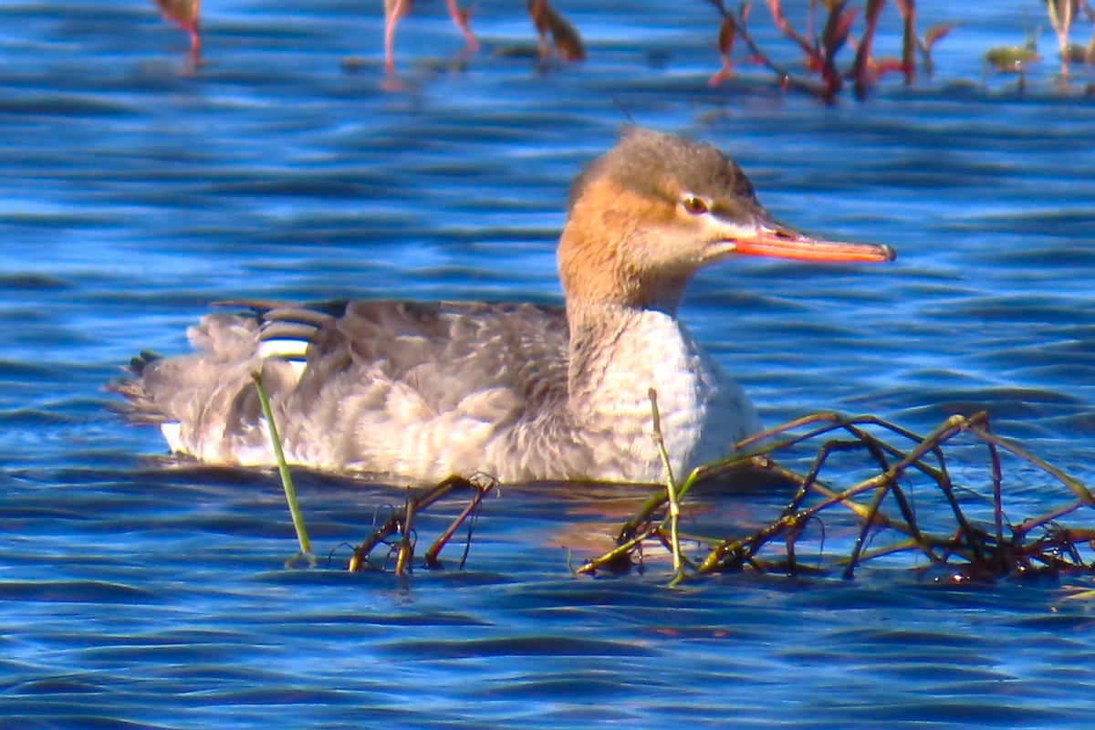 Mittelsäger - ML646861349