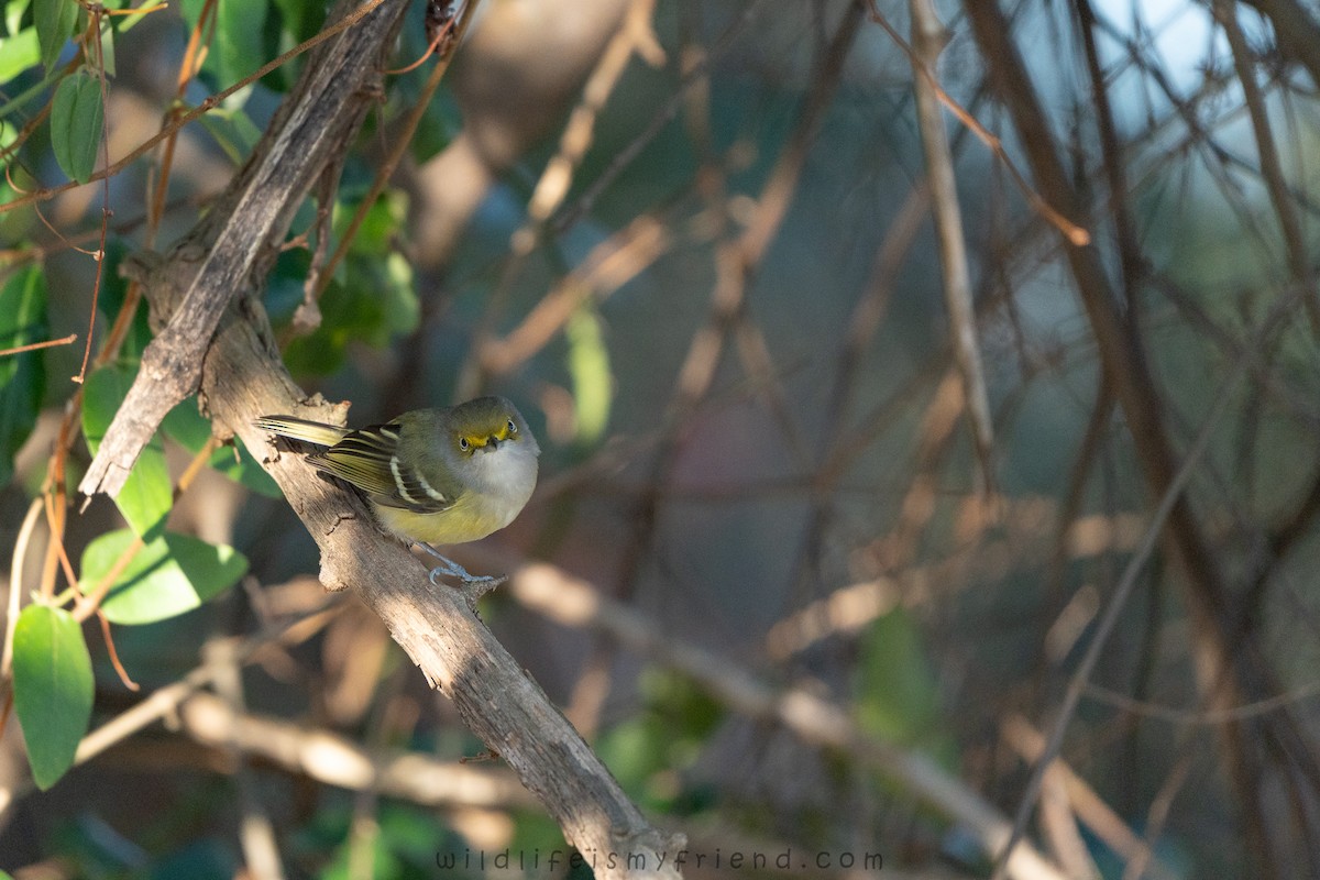 White-eyed Vireo - ML646861350