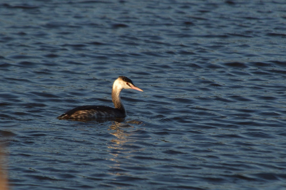 Svasso maggiore - ML646861351