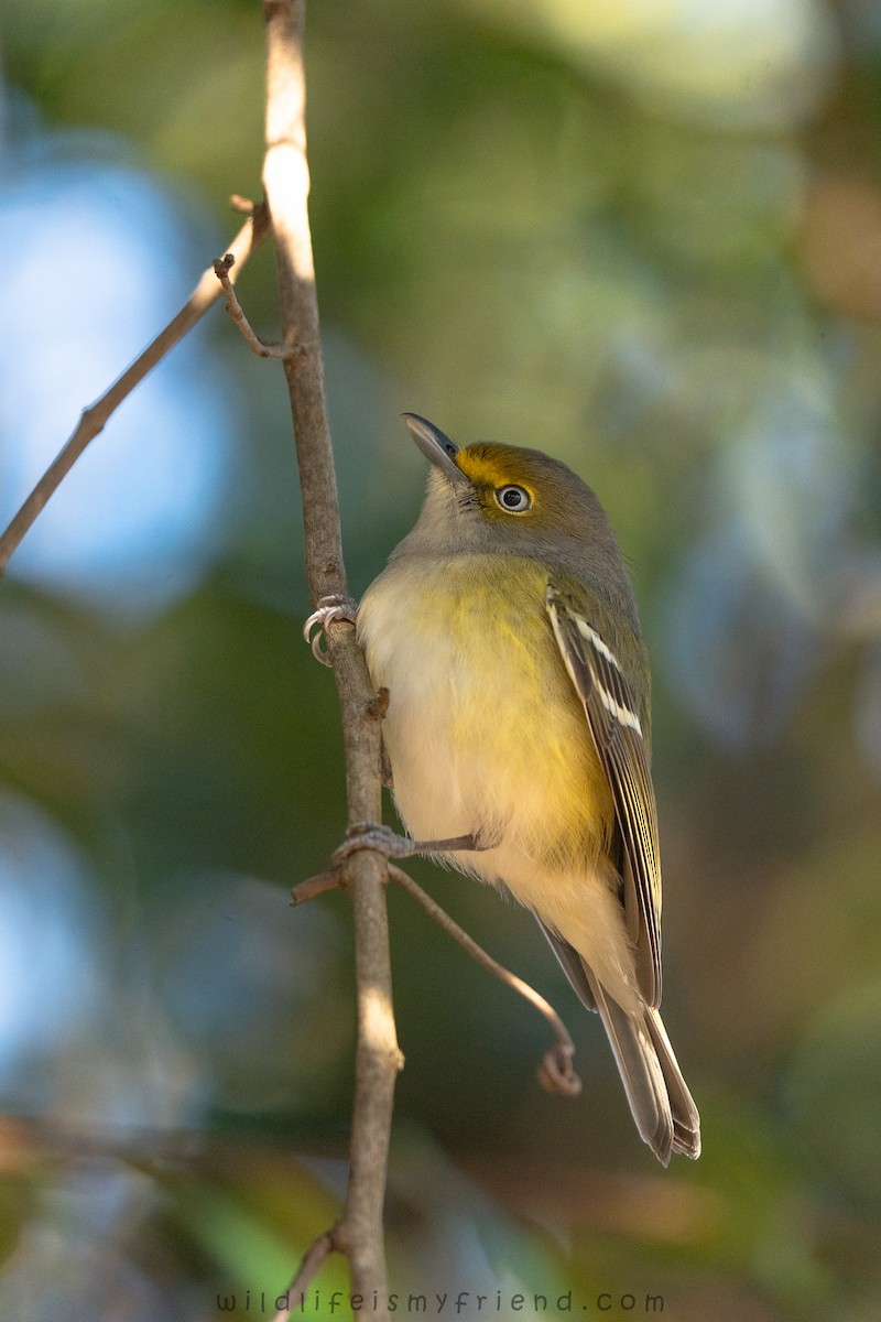 White-eyed Vireo - ML646861354