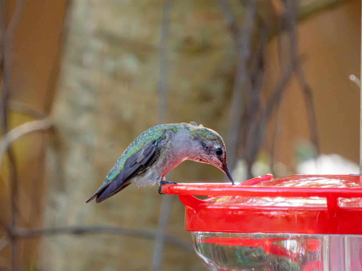 Annakolibri - ML646861357