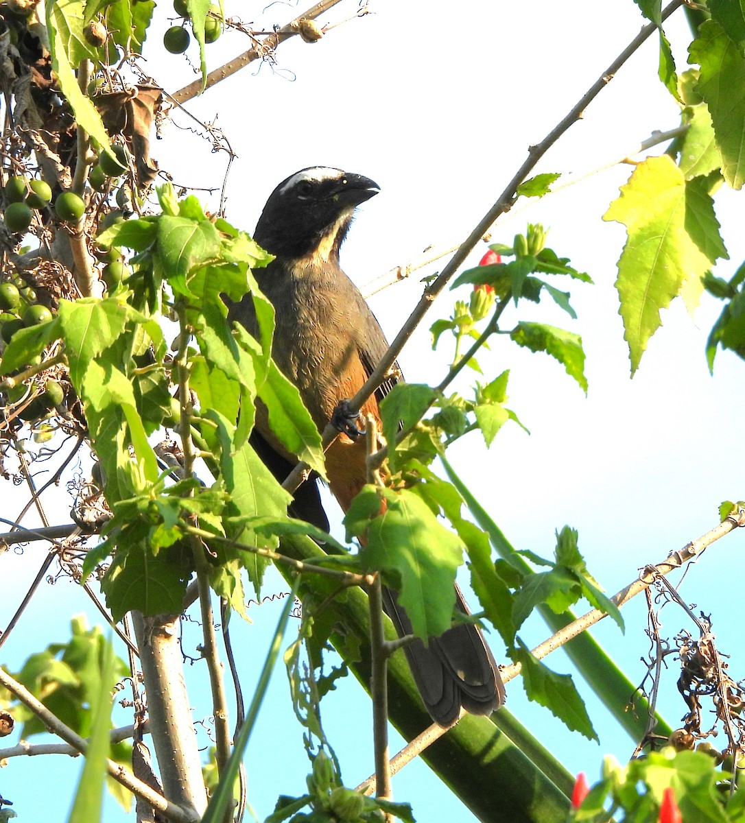 Cinnamon-bellied Saltator - ML646861358