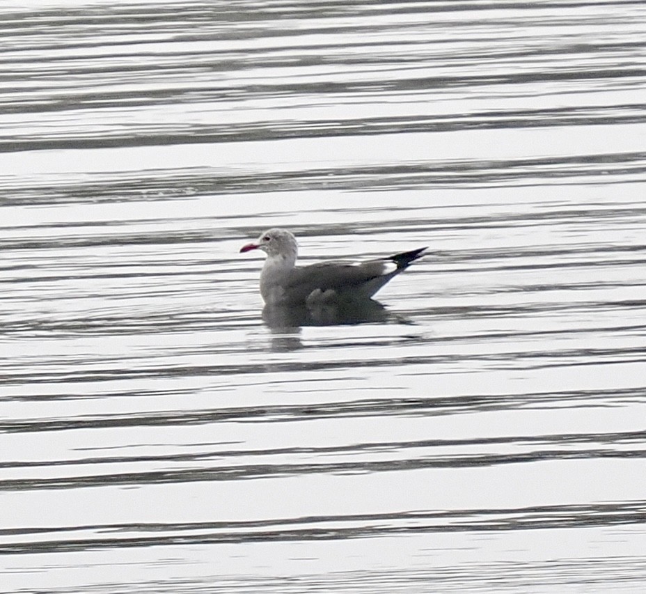 Goéland de Heermann - ML646861360