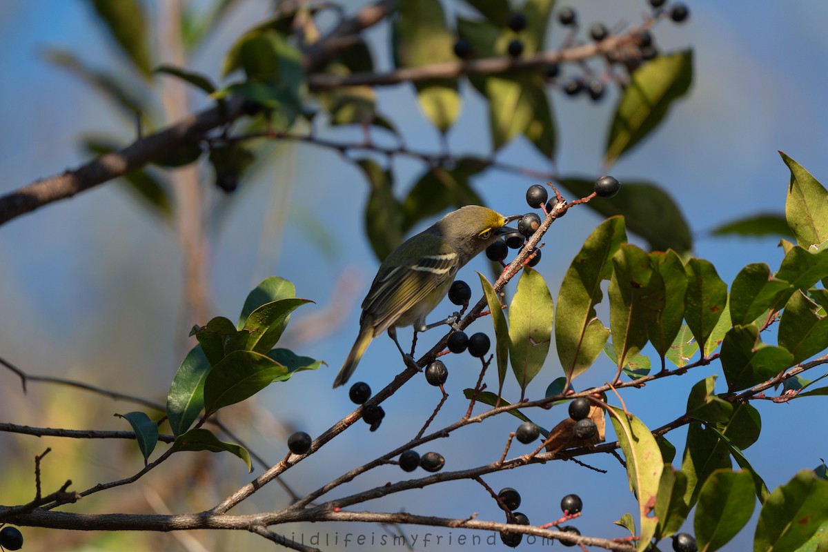 White-eyed Vireo - ML646861361