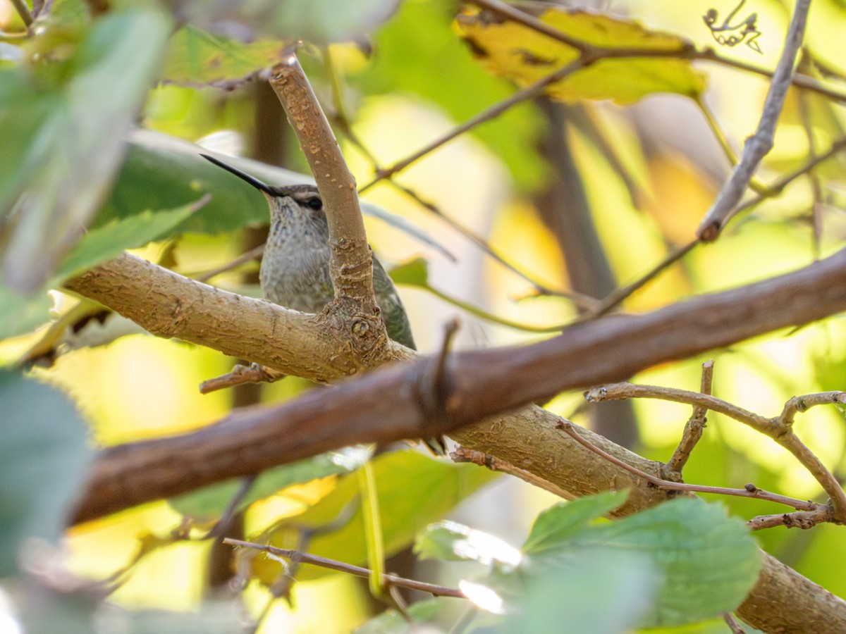 Annakolibri - ML646861362