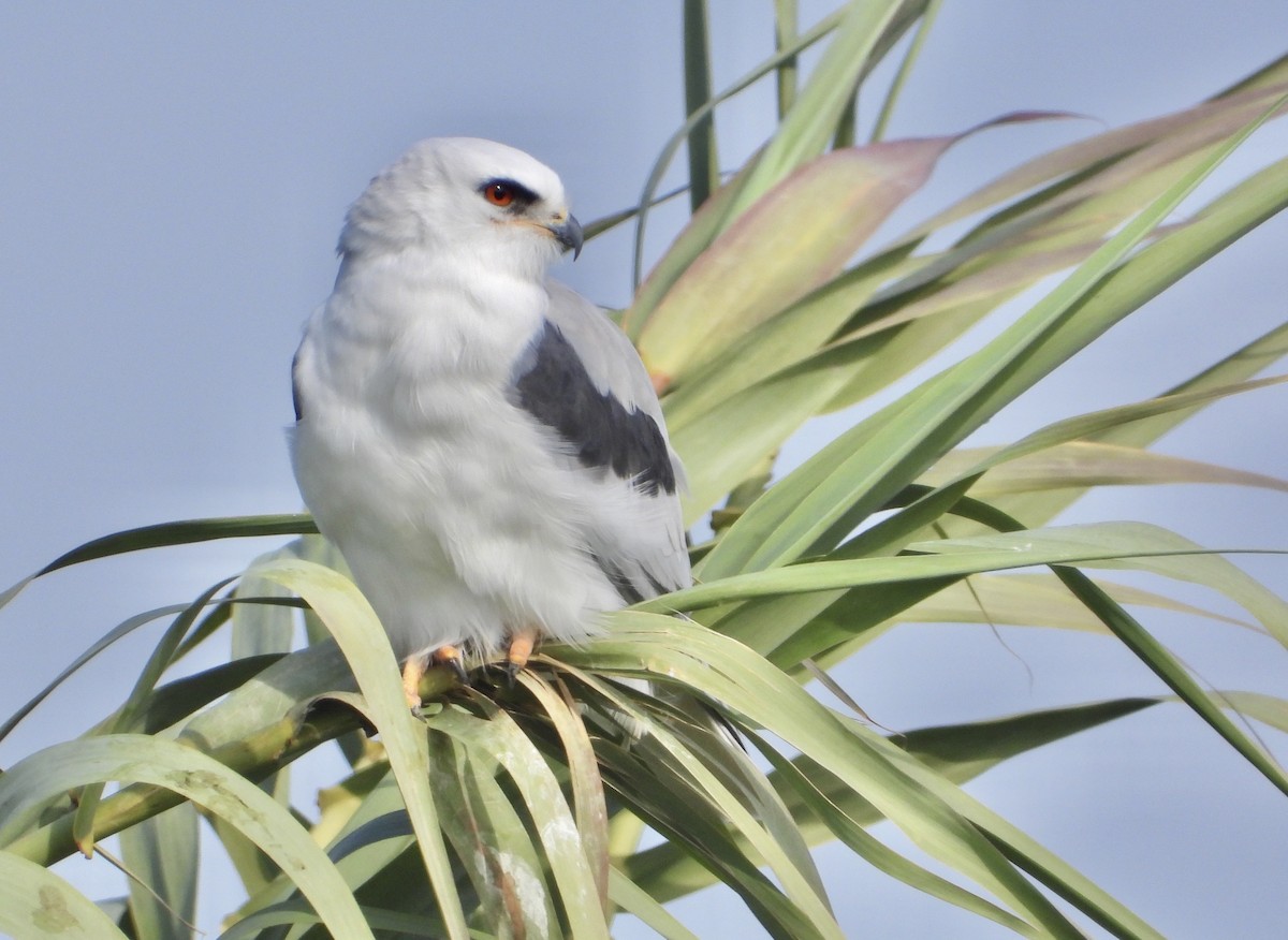 オジロトビ - ML646861363