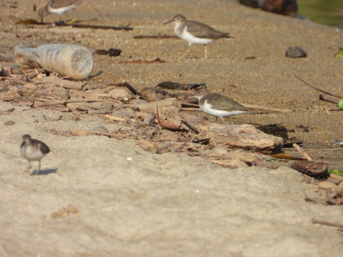 Spotted Sandpiper - ML646861364