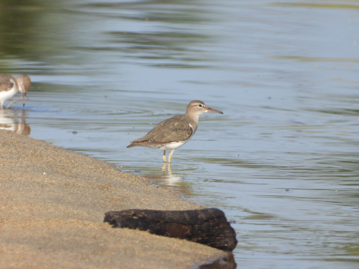 Spotted Sandpiper - ML646861365