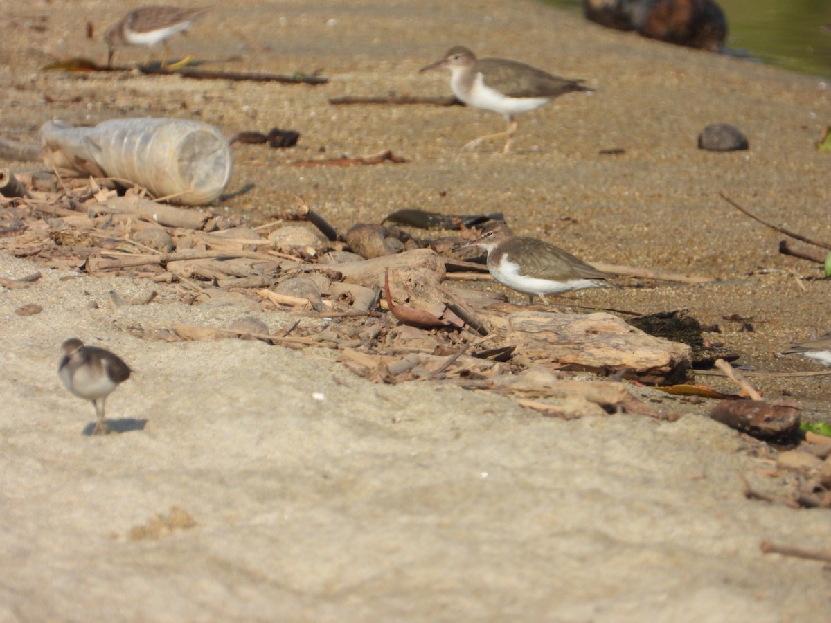 Spotted Sandpiper - ML646861366